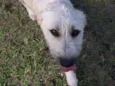 Filó