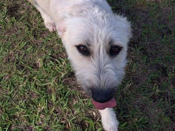 Cachorro ra a SRD idade 7 a 11 meses nome Filó