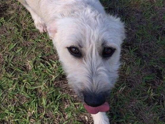 Cachorro ra a SRD idade 7 a 11 meses nome Filó