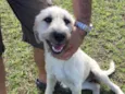 Filó