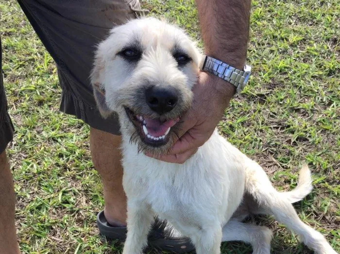 Cachorro ra a SRD idade 7 a 11 meses nome Filó