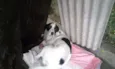 Lola