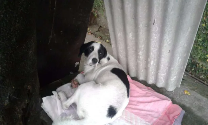 Cachorro ra a Srd idade 1 ano nome Lola