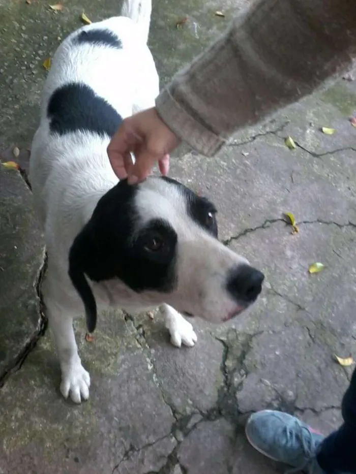 Cachorro ra a Srd idade 1 ano nome Lola