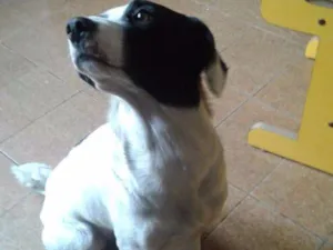Cachorro raça Srd idade 1 ano nome Lola
