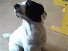 Cachorro raça Srd idade 1 ano nome Lola