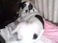 Lola