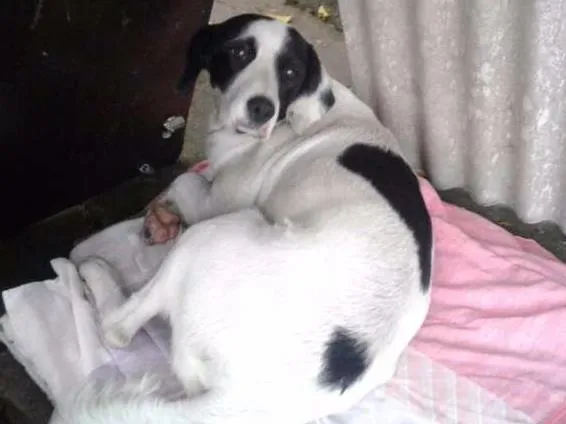 Cachorro ra a Srd idade 1 ano nome Lola