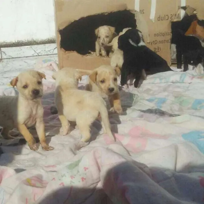 Cachorro raça Sem raca idade Abaixo de 2 meses nome Vários cachorrinhos