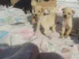 Vários cachorrinhos