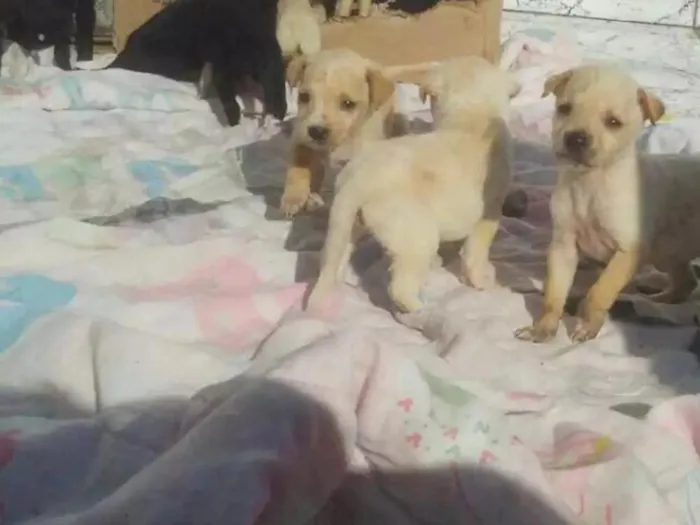 Cachorro raça Sem raca idade Abaixo de 2 meses nome Vários cachorrinhos