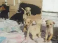 Vários cachorrinhos