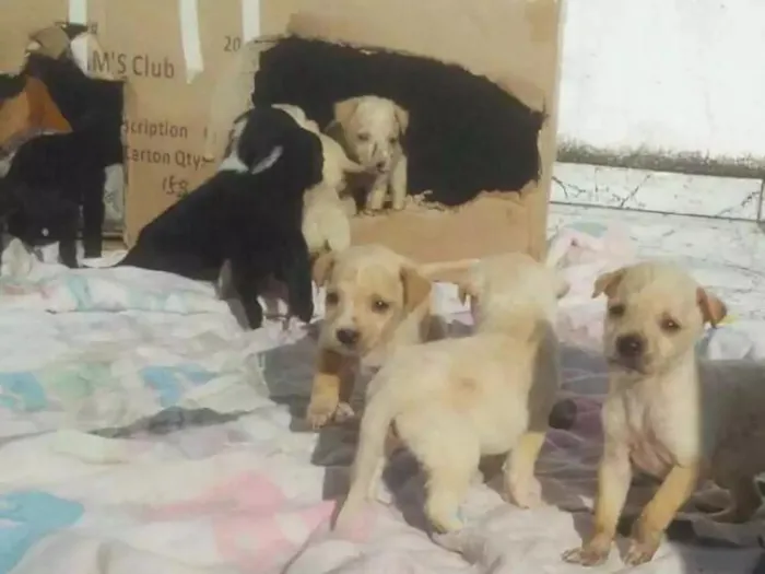 Cachorro raça Sem raca idade Abaixo de 2 meses nome Vários cachorrinhos