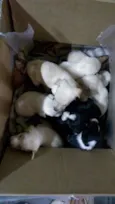 Vários cachorrinhos