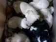 Vários cachorrinhos