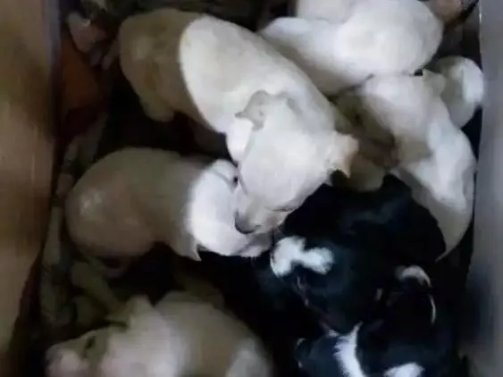 Cachorro raça Sem raca idade Abaixo de 2 meses nome Vários cachorrinhos