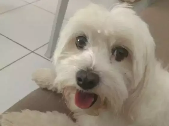 Cachorro ra a Maltês idade 2 anos nome Sneaky