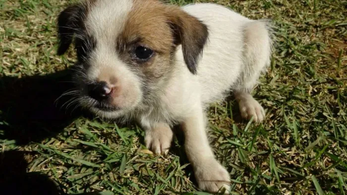 Cachorro ra a  idade Abaixo de 2 meses nome Sem nome