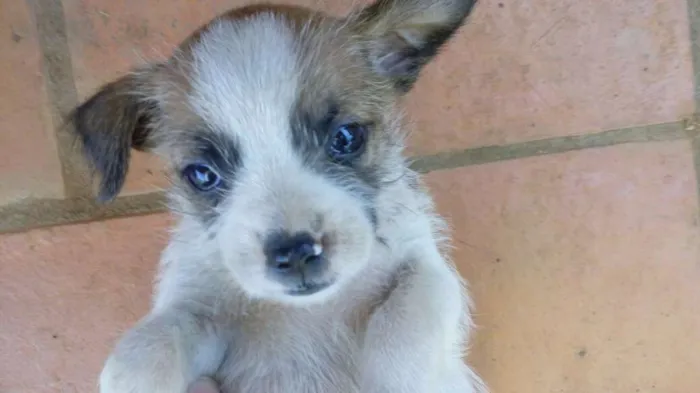 Cachorro ra a  idade Abaixo de 2 meses nome Sem nome