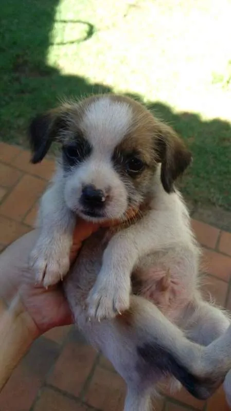 Cachorro ra a  idade Abaixo de 2 meses nome Sem nome