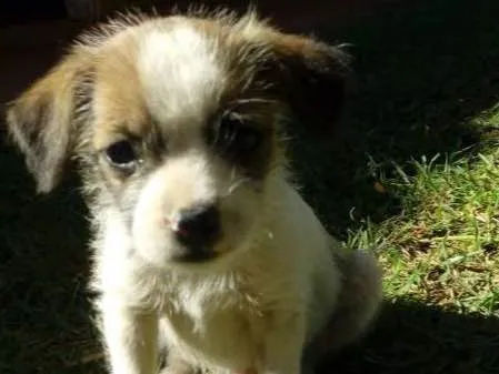 Cachorro ra a  idade Abaixo de 2 meses nome Sem nome