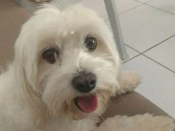 Cachorro ra a Maltês idade 2 anos nome Sneaky