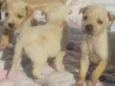 Vários cachorrinhos
