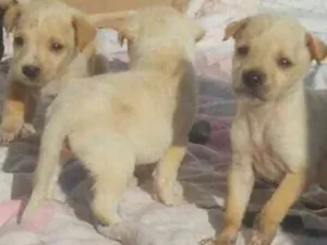Cachorro raça Sem raca idade Abaixo de 2 meses nome Vários cachorrinhos