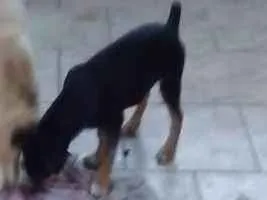 Cachorro raça SRD idade 2 a 6 meses nome Tchuca
