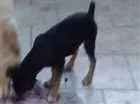 Cachorro raça SRD idade 2 a 6 meses nome Tchuca