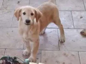 Cachorro raça Golden Retriever idade 2 a 6 meses nome Sunny
