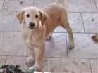 Cachorro raça Golden Retriever idade 2 a 6 meses nome Sunny