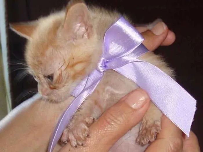 Gato ra a Vira-Lata idade 2 a 6 meses nome Sem Nome