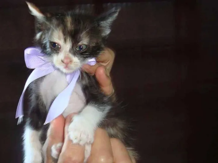 Gato ra a Vira-Lata idade 2 a 6 meses nome Sem Nome