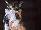 Gato raça Vira-Lata idade 2 a 6 meses nome Sem Nome