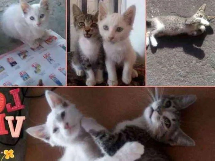 Gato raça Srd idade 2 a 6 meses nome Casal de filhotes abandonados