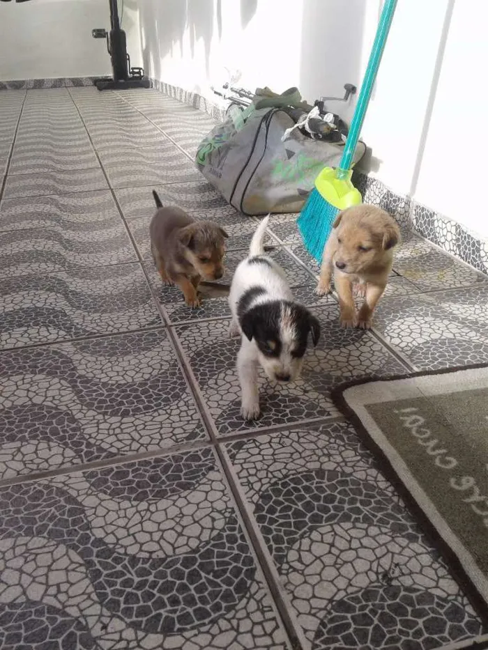 Cachorro raça Srd idade Abaixo de 2 meses nome Sem nomes