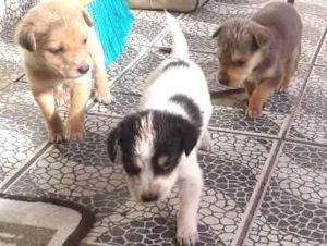 Cachorro raça Srd idade Abaixo de 2 meses nome Sem nomes