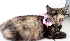 Gato raça não sei idade Abaixo de 2 meses nome Nana