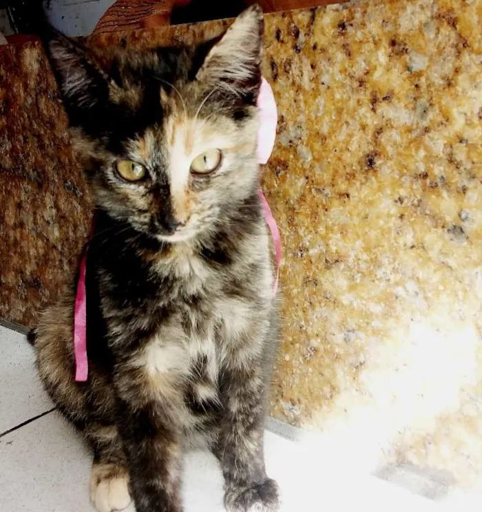 Gato raça não sei idade Abaixo de 2 meses nome Nana