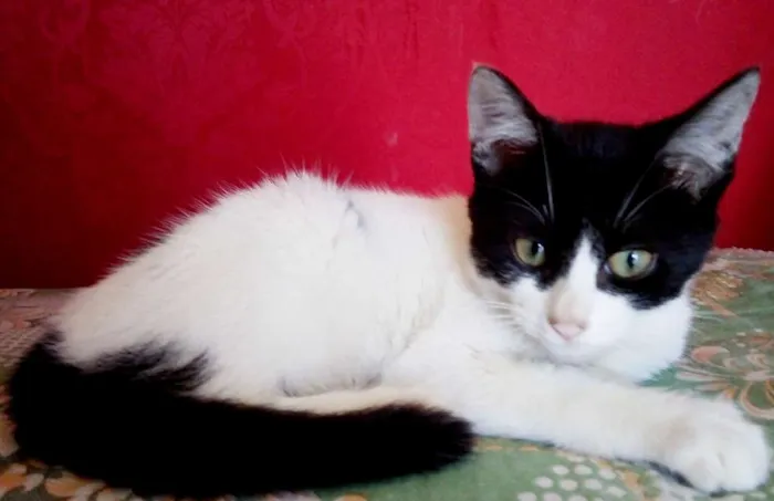 Gato raça não sei idade Abaixo de 2 meses nome Nana