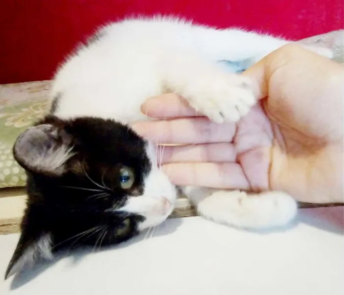 Gato raça não sei idade Abaixo de 2 meses nome Nana