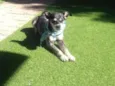 Zorro