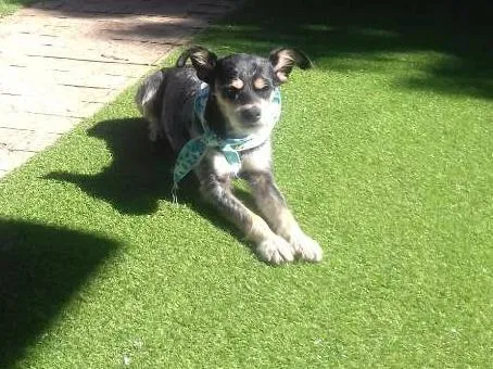 Cachorro ra a srd idade 1 ano nome Zorro