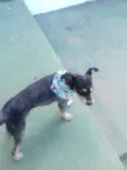 Zorro