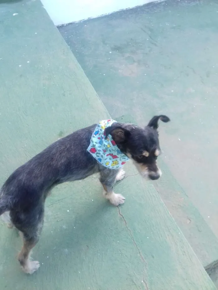 Cachorro ra a srd idade 1 ano nome Zorro