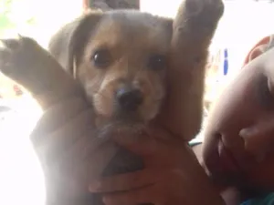 Cachorro raça Vira-lata idade 2 a 6 meses nome Collin