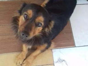 Cachorro raça Vira-lata idade 1 ano nome Dudu