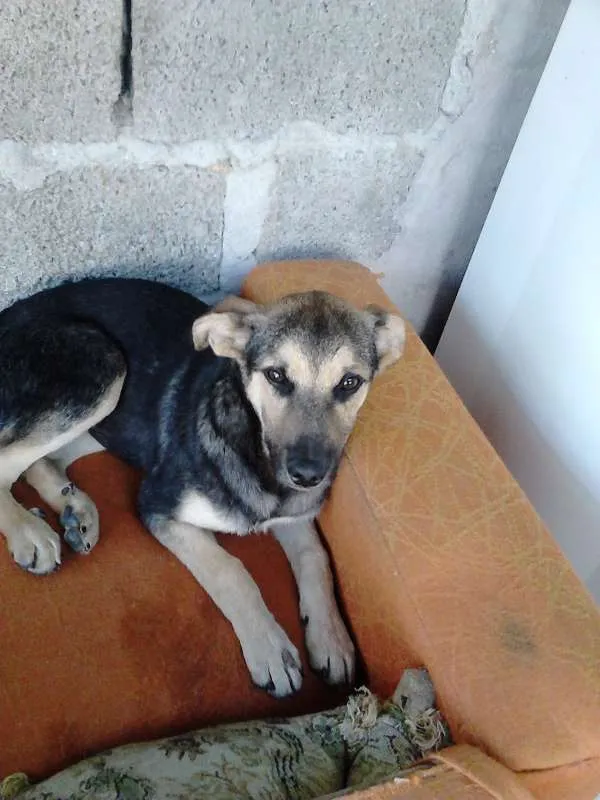 Cachorro ra a VIRA LATA idade 1 ano nome COSTELINHA