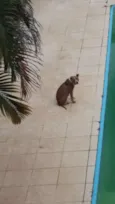 Preguiça 